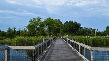 The walkway and boardwalk at Lake Trafford in South Florida. A large lake with alligators and lots of wildlife and fishing.