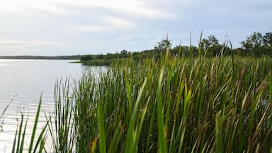 Lake Trafford in South Florida. A large lake with alligators and lots of wildlife and fishing.