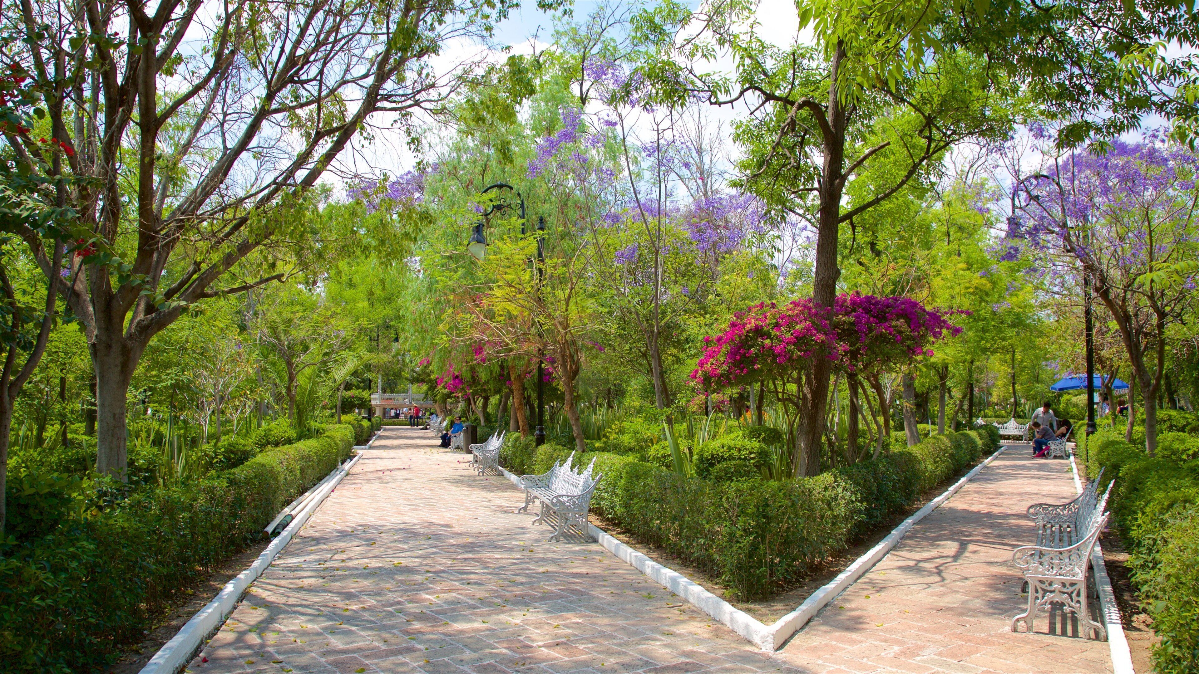 Jardin de San Marcos featuring wildflowers and a park