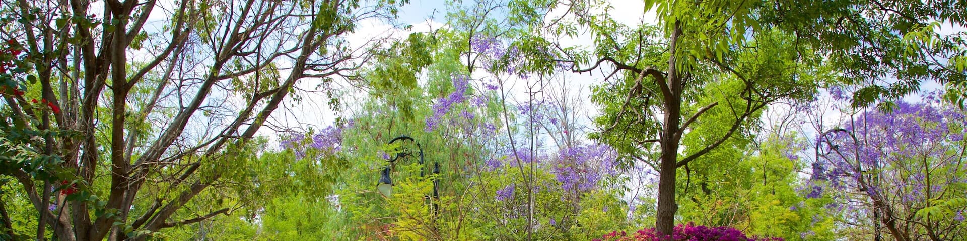 Jardín de San Marcos que incluye un jardín y flores silvestres