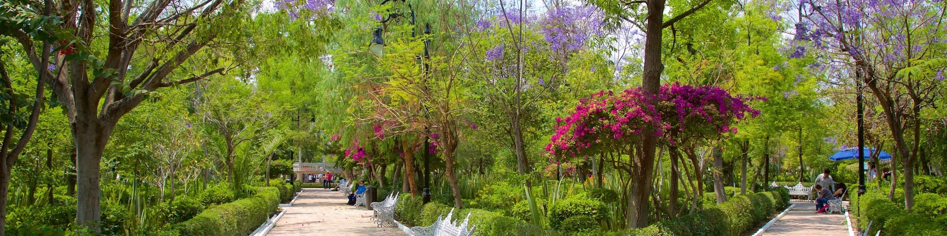 Jardin de San Marcos caracterizando flores silvestres e um parque