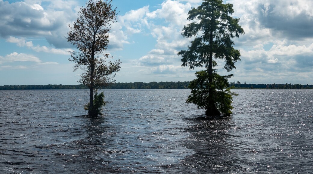 Refugio nacional de vida silvestre Great Dismal Swamp