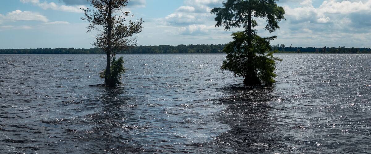 A lake with two trees in the water and a cloudy sky.