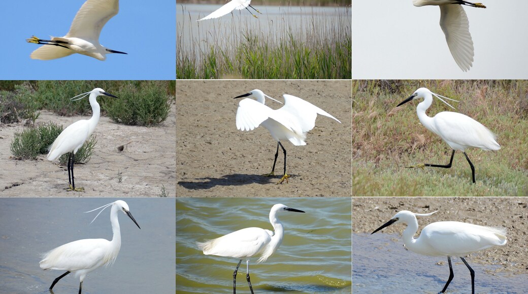 Small white Herons in all its beauty and very white!!