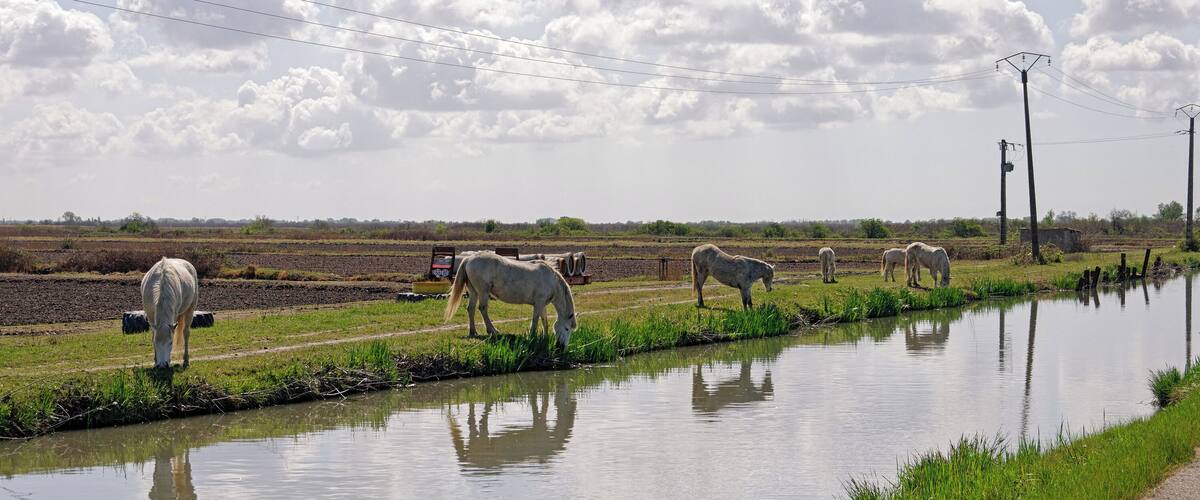 The grass is more lush at the edge of the water!