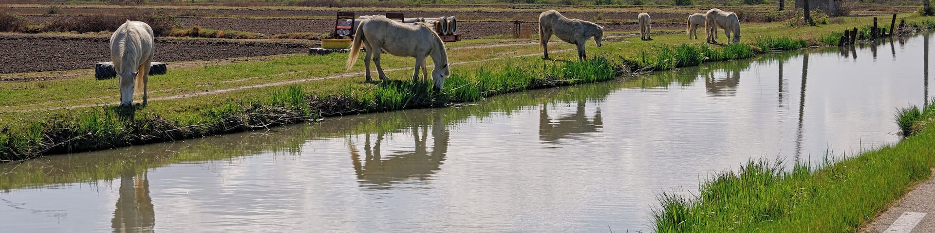 The grass is more lush at the edge of the water!