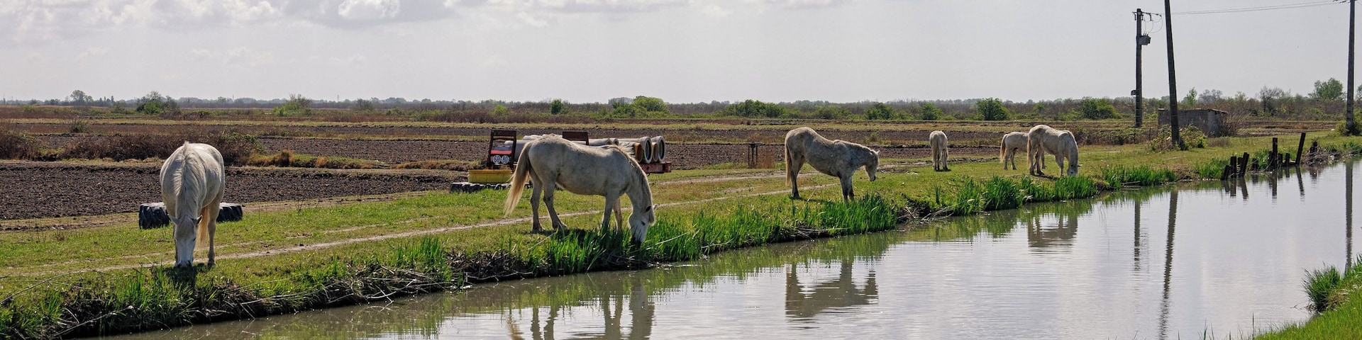 The grass is more lush at the edge of the water!