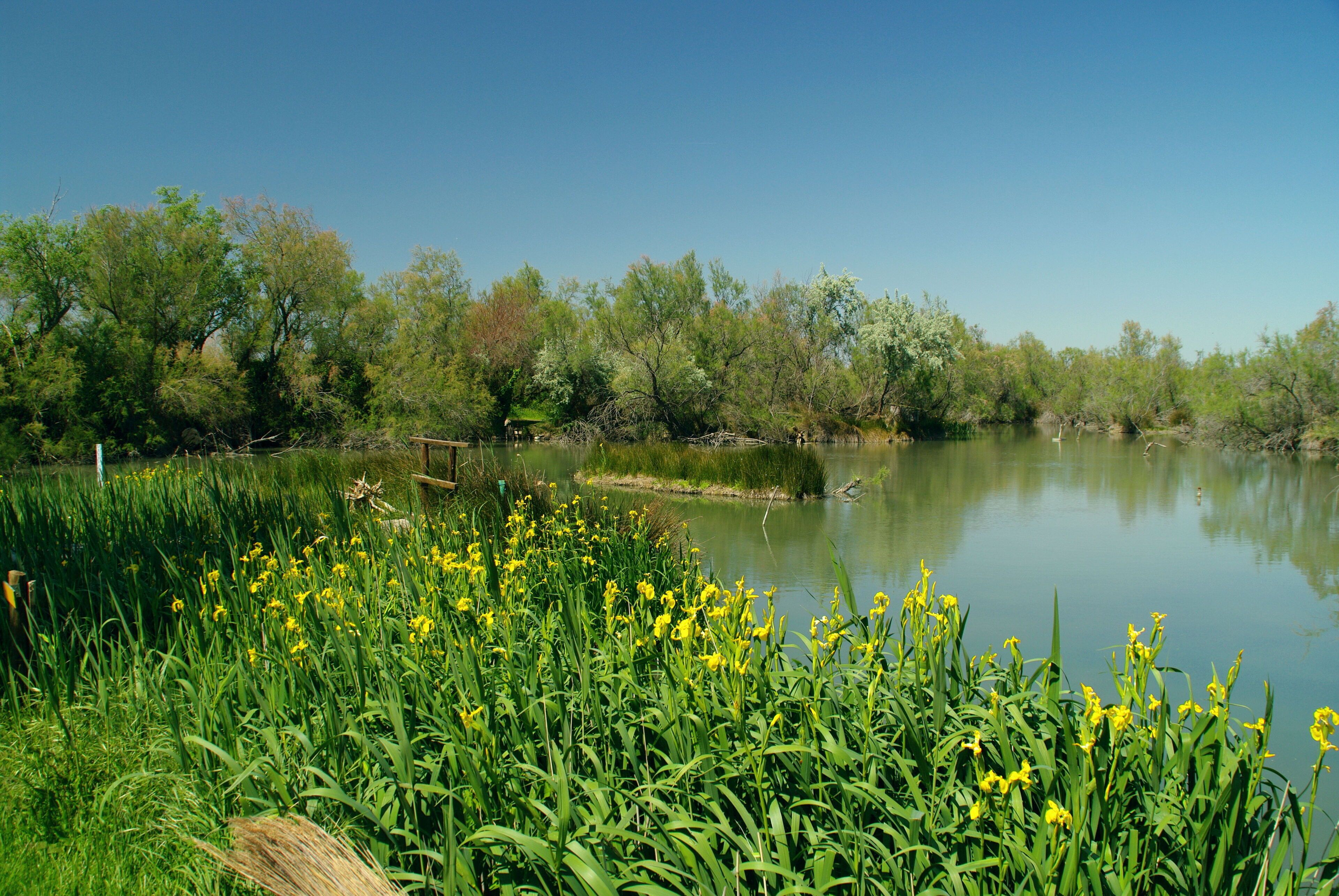 Etang du Scamandre, en Camargue, au printemps/