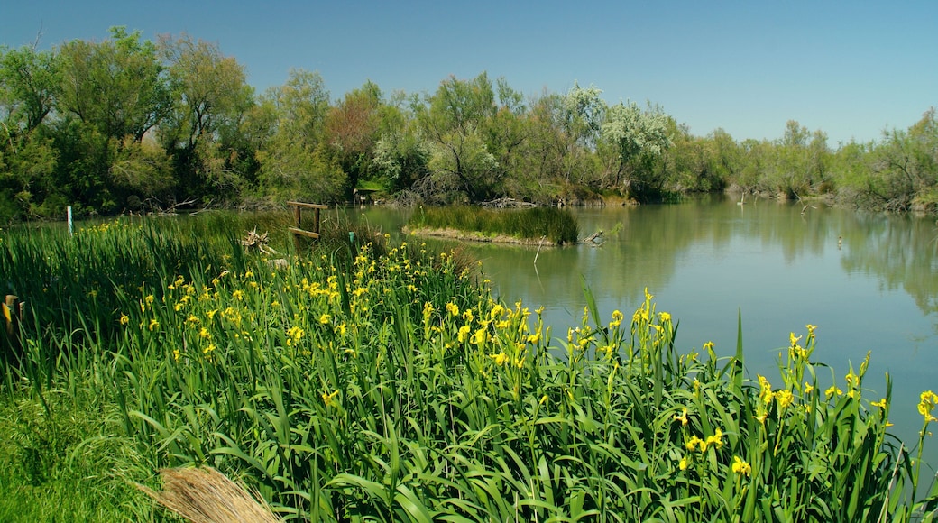 Etang du Scamandre, en Camargue, au printemps/