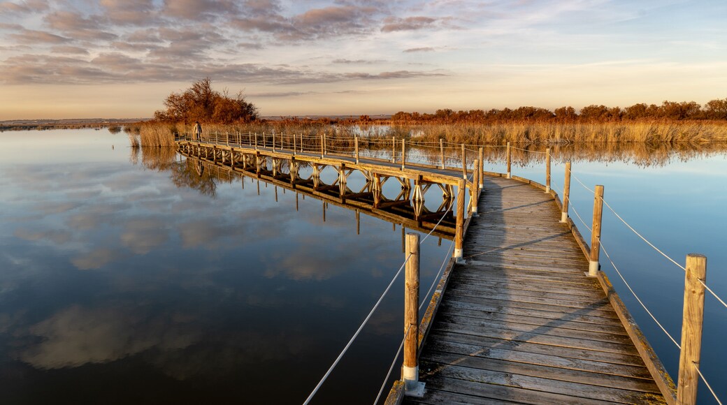 A wooden pier extending into calm water, surrounded by tall grasses and trees.