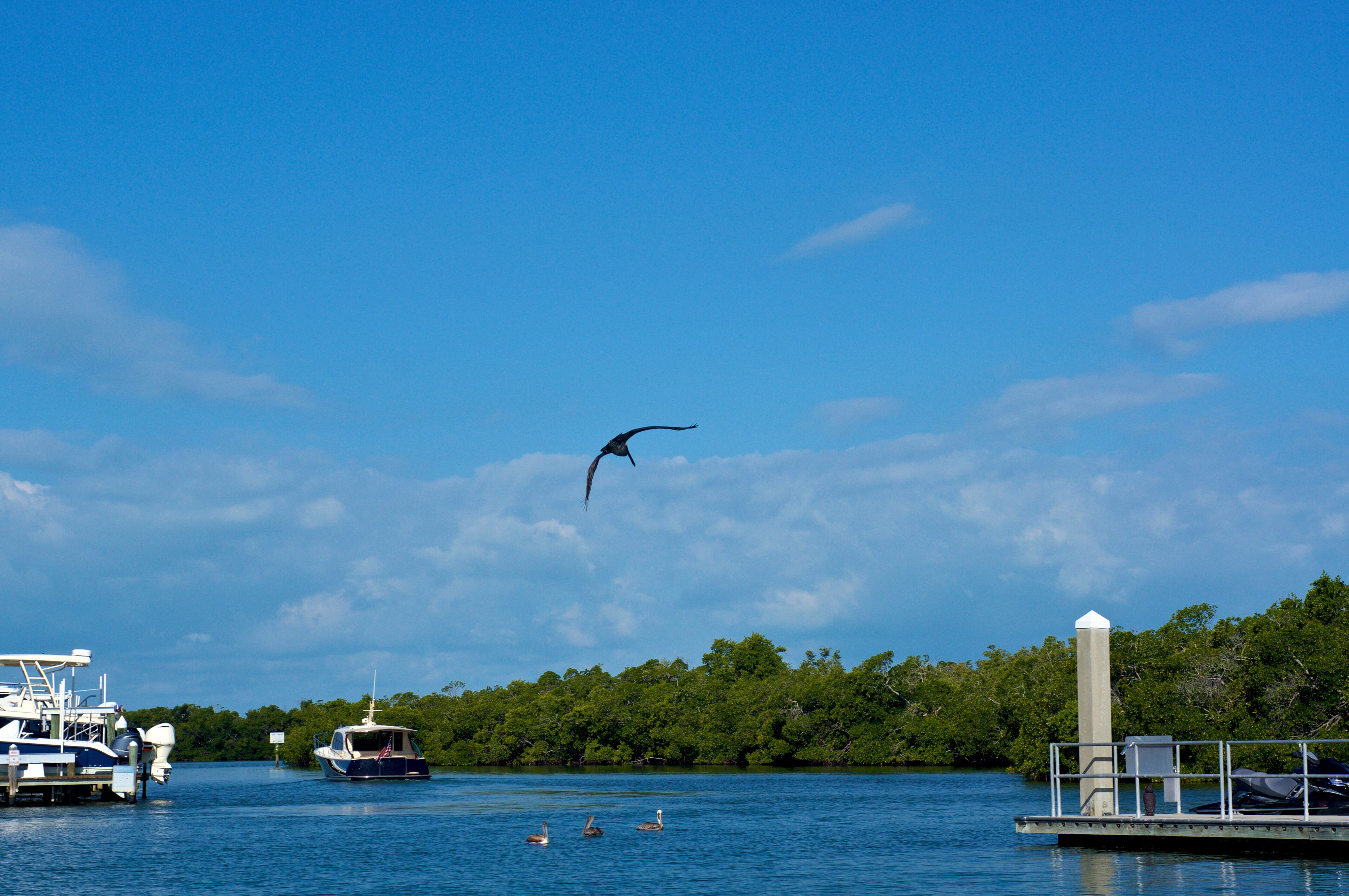 Looking out over bay las pelican gets ready to land in water in bonita springs, naples, Florida with docked yachts and pelicans, with mangroves in the distance.