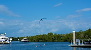 Looking out over bay las pelican gets ready to land in water in bonita springs, naples, Florida with docked yachts and pelicans, with mangroves in the distance.