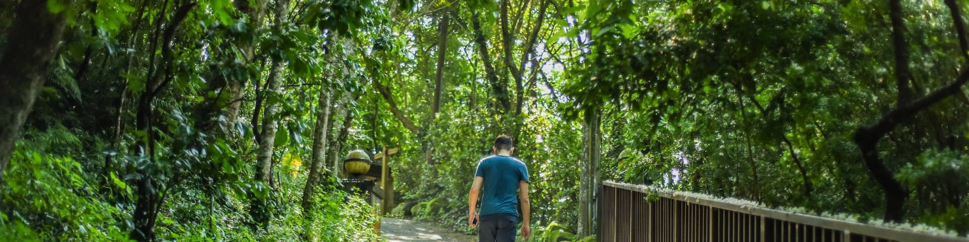 Tung Blossom Festival and Tung Flowers full on the Ground at the Hiking Trails next to Lungteng Bridge in Miaoli, Taiwan; Shutterstock ID 553298065