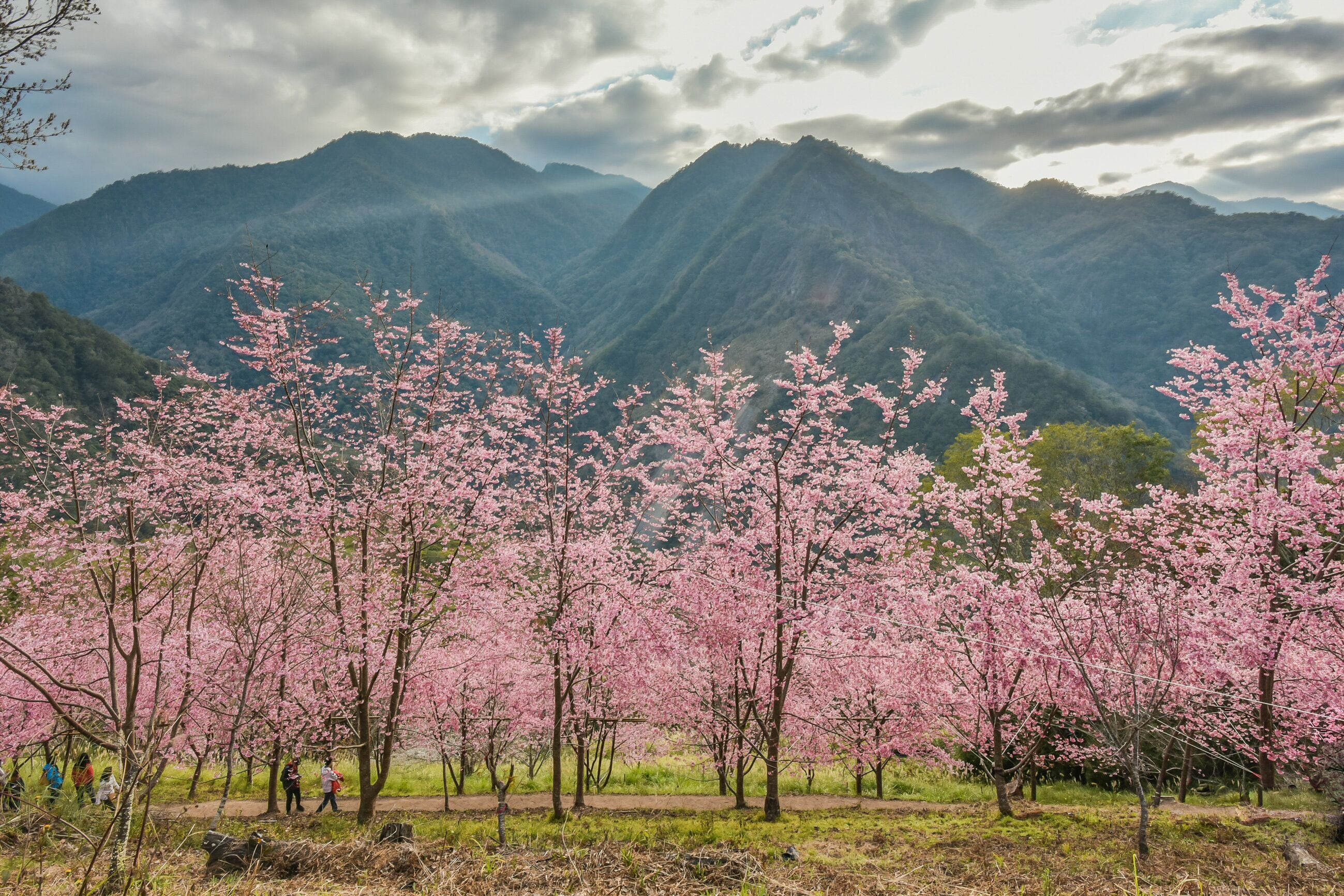 Beautiful Sakura Blooming On The Trail To The Divine Tree Zone (Giant Tree Forest) Of Smangus Tribe (Qalang Smangus, The Tribe of God), Jianshi, Hsinchu, Taiwan