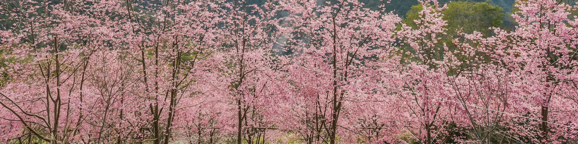 Beautiful Sakura Blooming On The Trail To The Divine Tree Zone (Giant Tree Forest) Of Smangus Tribe (Qalang Smangus, The Tribe of God), Jianshi, Hsinchu, Taiwan