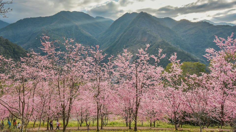 Beautiful Sakura Blooming On The Trail To The Divine Tree Zone (Giant Tree Forest) Of Smangus Tribe (Qalang Smangus, The Tribe of God), Jianshi, Hsinchu, Taiwan