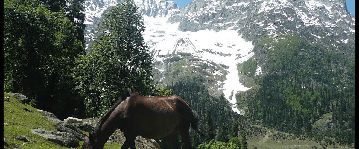 Un caballo pastando en un campo cubierto de hierba, con montañas nevadas al fondo.