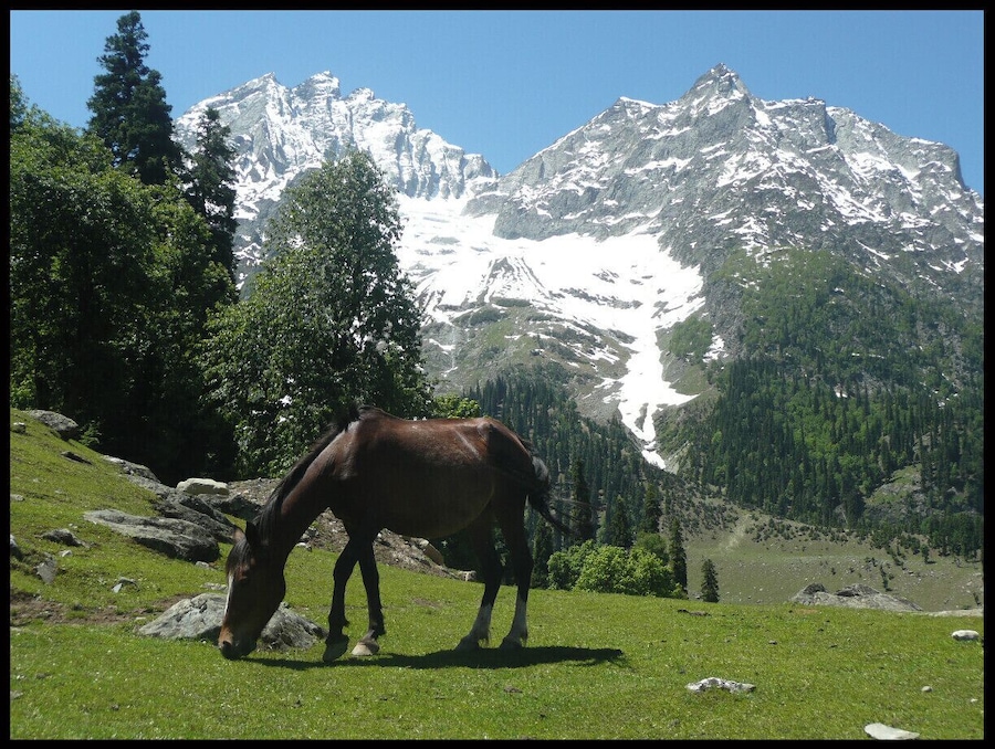 A horse grazing in a grassy field with snow-capped mountains in the background.