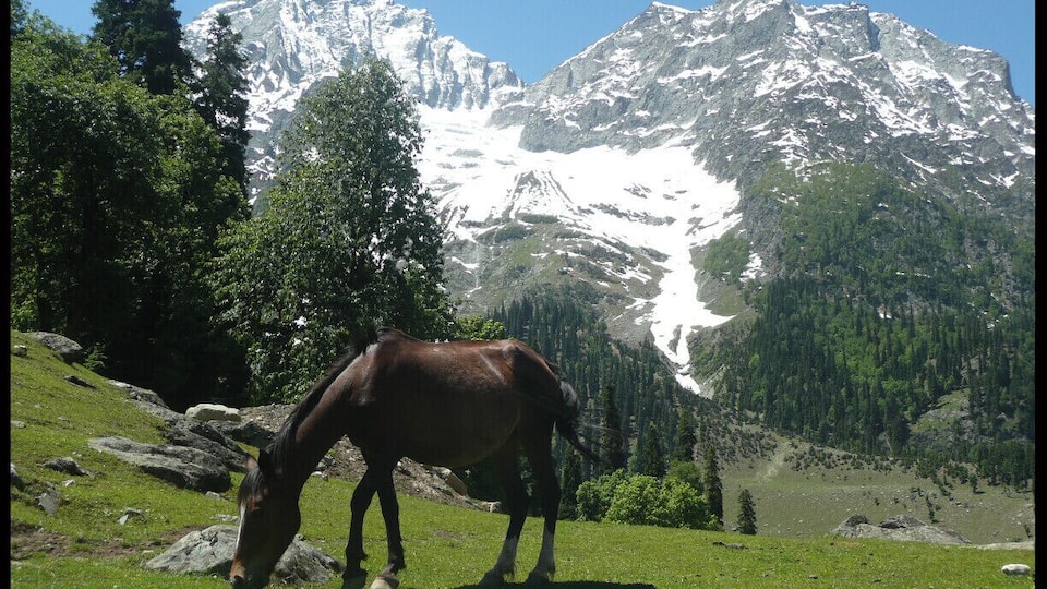 A horse grazing in a grassy field with snow-capped mountains in the background.