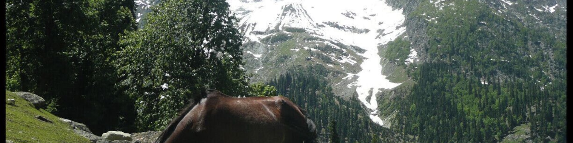 Um cavalo pastando em um campo gramado com montanhas cobertas de neve ao fundo.