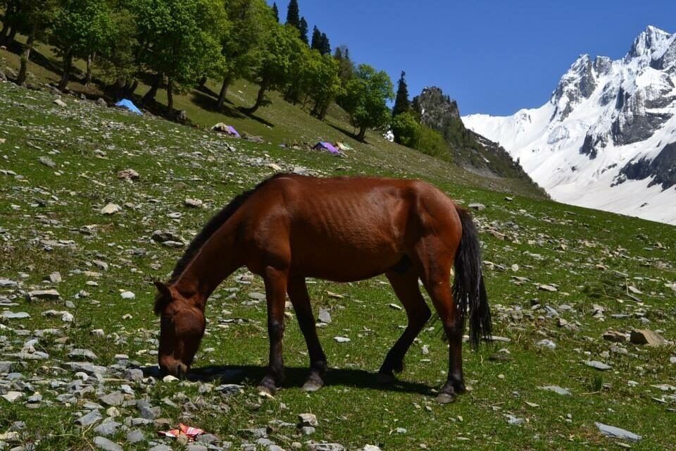 While it is moderate in summers, to enjoy #snow, once must visit #Kashmir in #winter. #winterwonders 