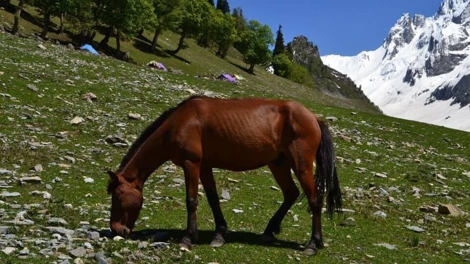 A brown horse grazing on a grassy hillside with scattered rocks and a mountain range in the background.