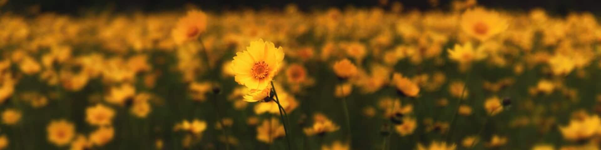Now begins my spring trip to Hunting Island. A trip full of birds, low country coastal views, great food, and memorable experiences.
We start on the road to Hunting Island. This long highway to the coast had a couple stops, and this one was for the field of flowers. Just off the road I stopped and walked around these beauties. I could have been here all day, but had to move quickly as the raid was coming.