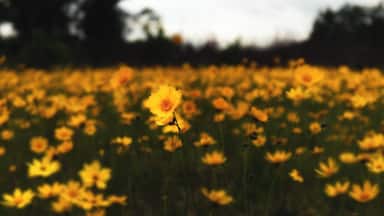 Now begins my spring trip to Hunting Island. A trip full of birds, low country coastal views, great food, and memorable experiences.
We start on the road to Hunting Island. This long highway to the coast had a couple stops, and this one was for the field of flowers. Just off the road I stopped and walked around these beauties. I could have been here all day, but had to move quickly as the raid was coming.