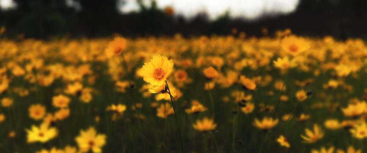 A field of yellow flowers with a single flower in focus.