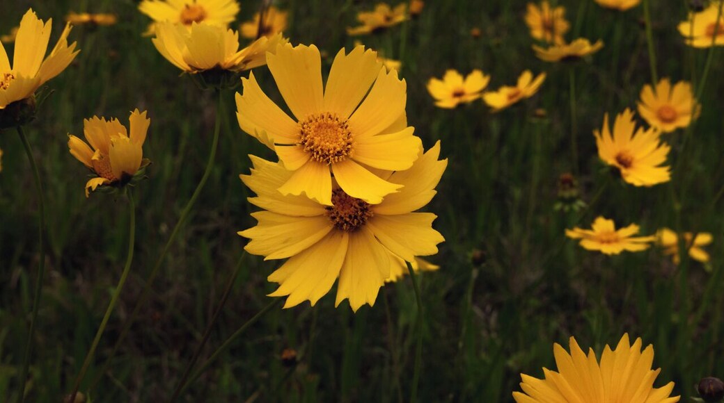 Now begins my spring trip to Hunting Island. A trip full of birds, low country coastal views, great food, and memorable experiences.
We start on the road to Hunting Island. This long highway to the coast had a couple stops, and this one was for the field of flowers. Just off the road I stopped and walked around these beauties. I could have been here all day, but had to move quickly as the raid was coming.