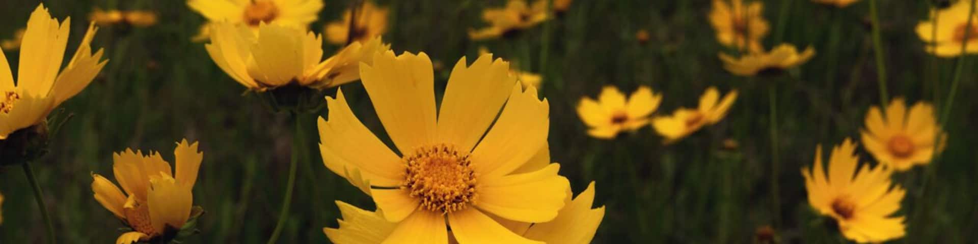 Now begins my spring trip to Hunting Island. A trip full of birds, low country coastal views, great food, and memorable experiences.
We start on the road to Hunting Island. This long highway to the coast had a couple stops, and this one was for the field of flowers. Just off the road I stopped and walked around these beauties. I could have been here all day, but had to move quickly as the raid was coming.
