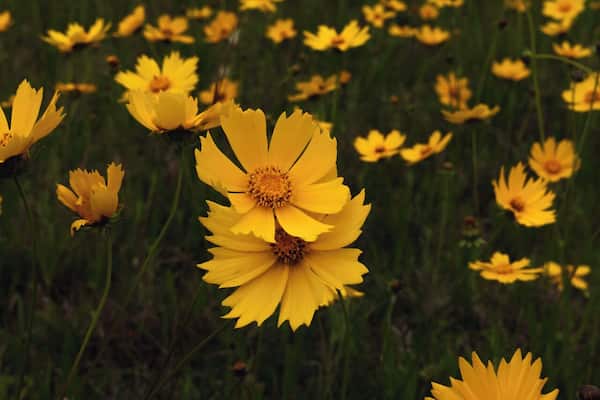 Now begins my spring trip to Hunting Island. A trip full of birds, low country coastal views, great food, and memorable experiences.
We start on the road to Hunting Island. This long highway to the coast had a couple stops, and this one was for the field of flowers. Just off the road I stopped and walked around these beauties. I could have been here all day, but had to move quickly as the raid was coming.