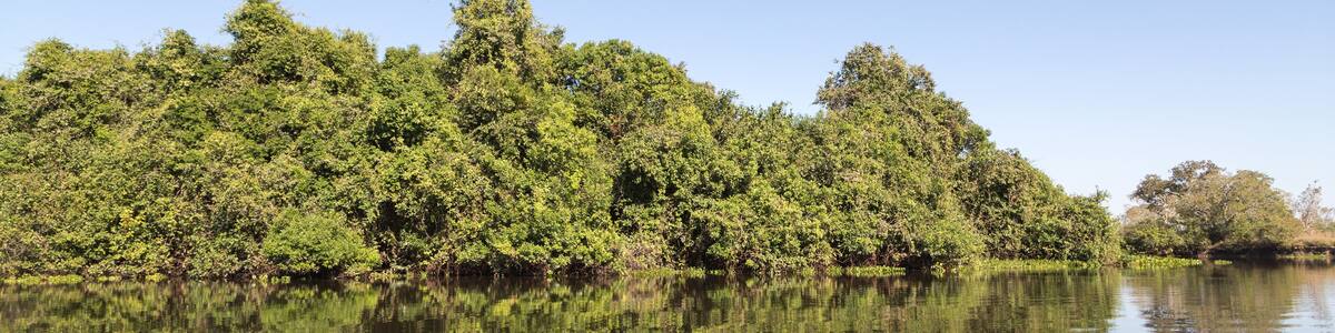 Trees reflecting in water in the Rio Claro in the northern Pantanal in Mato Grosso, Brazil
