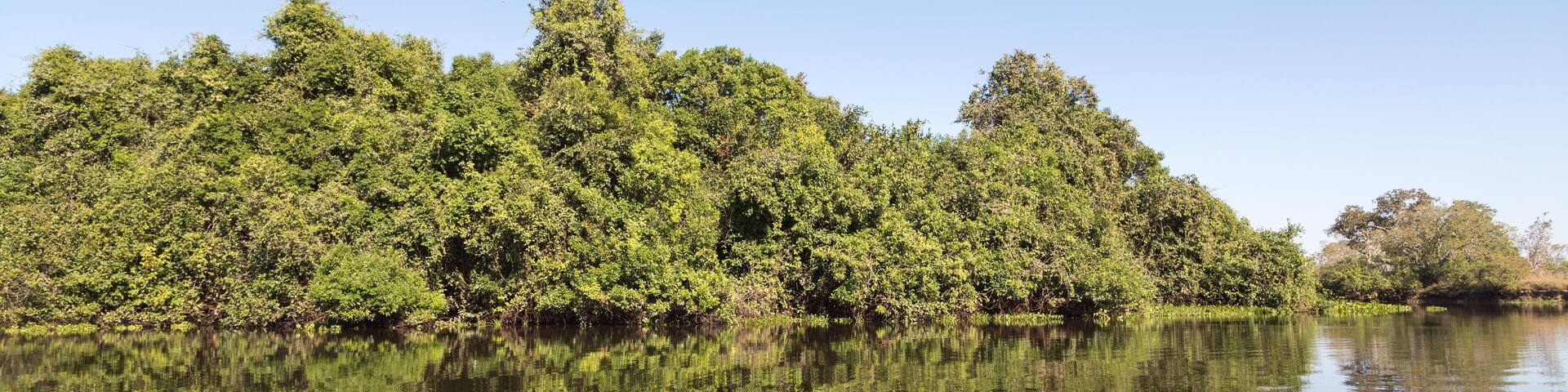 Trees reflecting in water in the Rio Claro in the northern Pantanal in Mato Grosso, Brazil