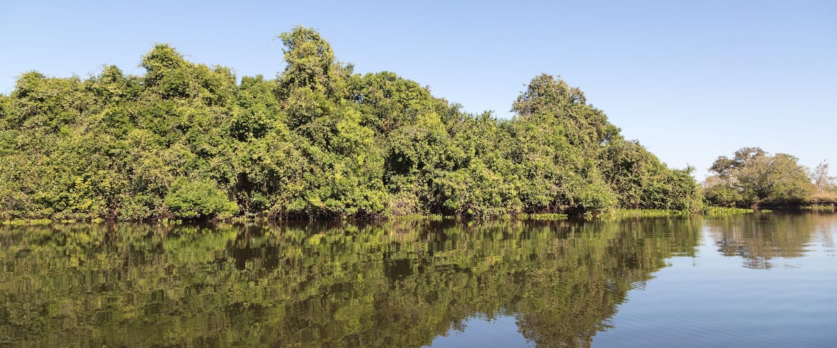A calm lake with dense green foliage reflecting on the water's surface.