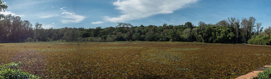 Un champ inondé, avec une forêt dense en arrière-plan.