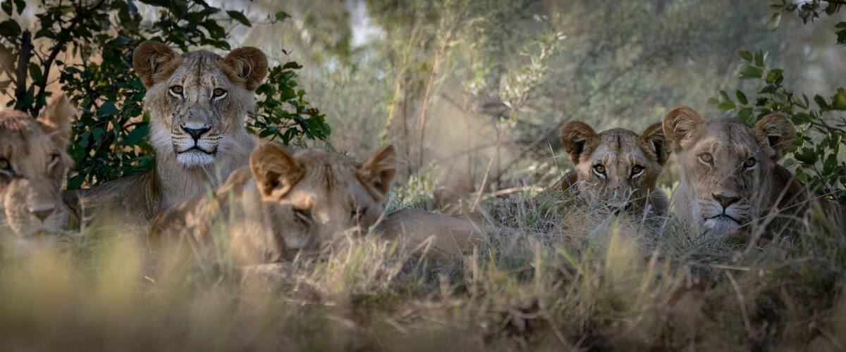 A group of lions in a grassy savannah with trees in the background.
