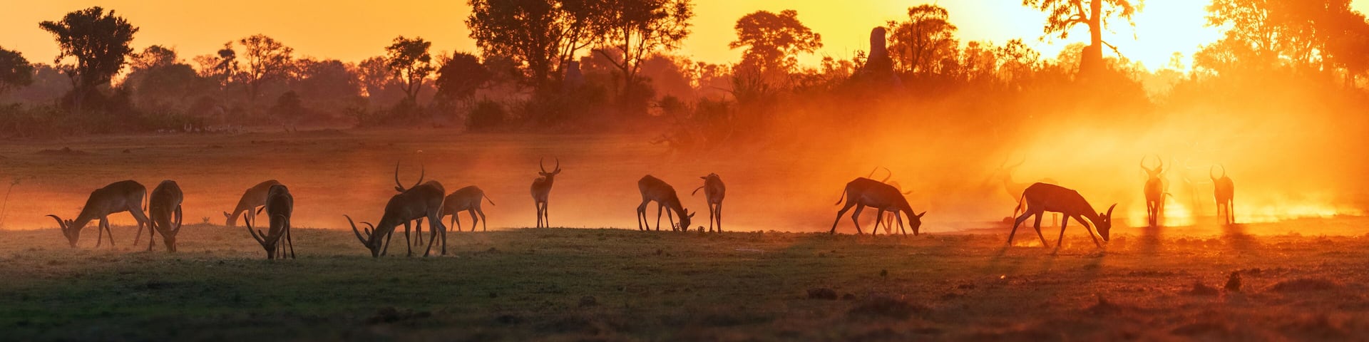 Panorama view of a herd of antelope, red lechwe, grazing, silhouetted by a glowing red sunset in Okavango Delta, Botswana, Africa
