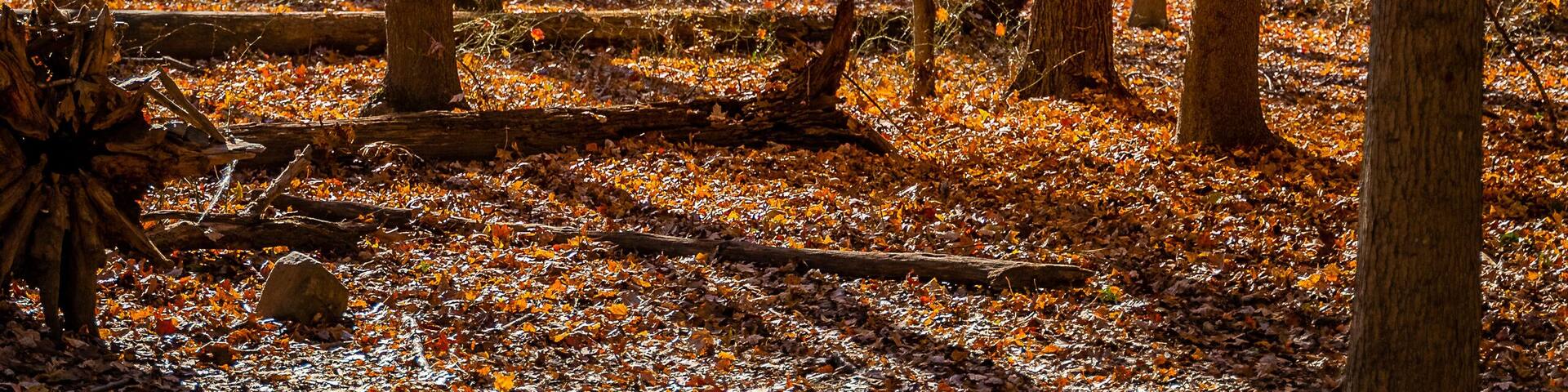 Golden fall in South Mountain Reservation in New Jersey, USA
