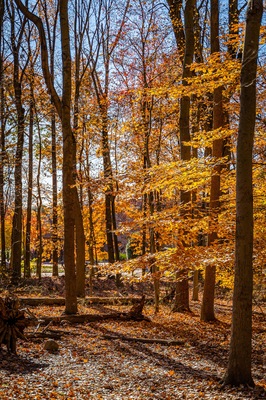 Golden fall in South Mountain Reservation in New Jersey, USA