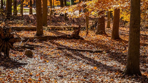 Golden fall in South Mountain Reservation in New Jersey, USA