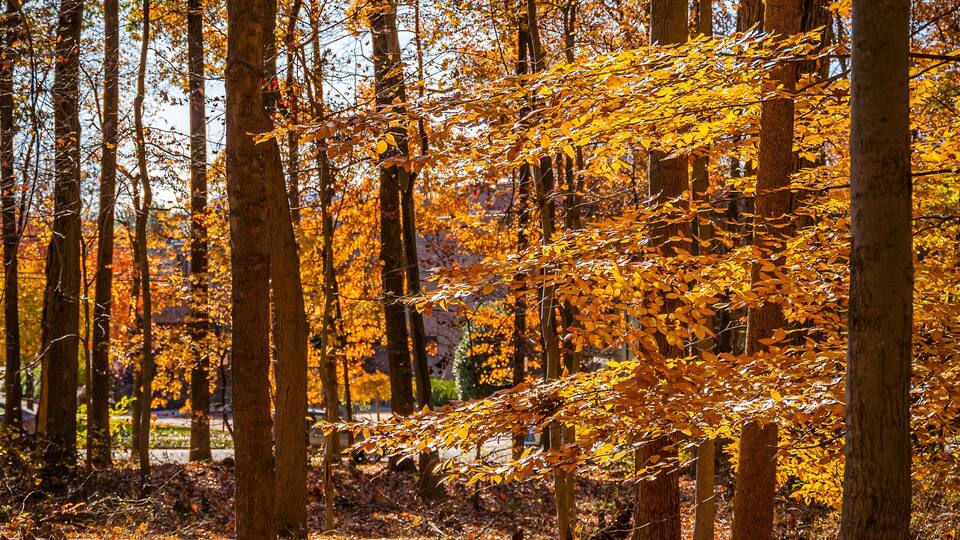Golden fall in South Mountain Reservation in New Jersey, USA