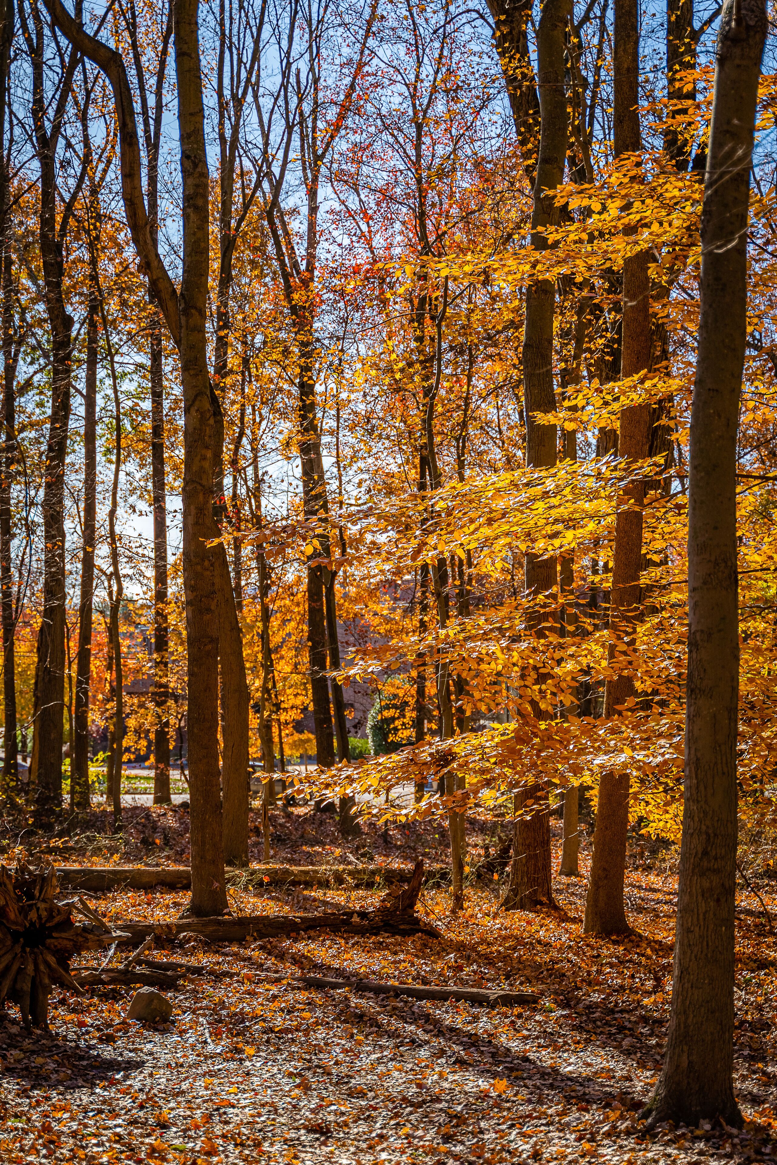 A forest with autumn leaves and tall trees.