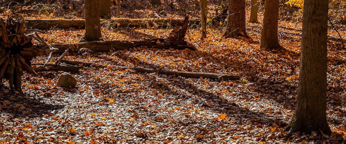 A forest with autumn leaves and tall trees.