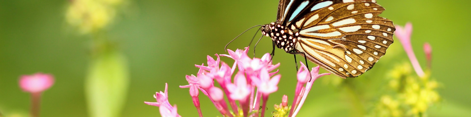 A butterfly on pink flowers.