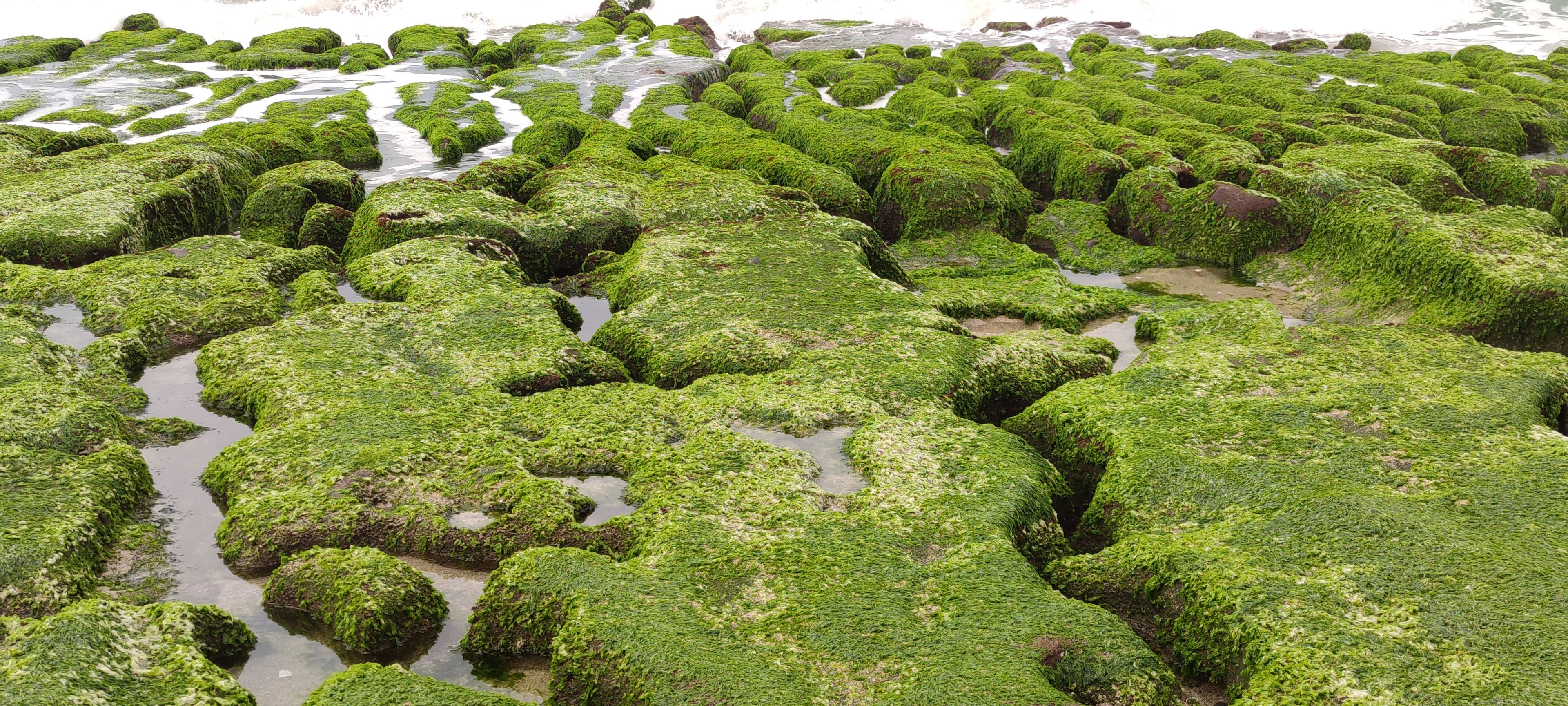 A coastal area with green algae-covered rocks and tidal pools.