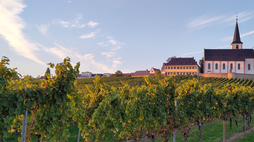 Weinberg in Hochheim im Rheingau mit St. Peter und Paul