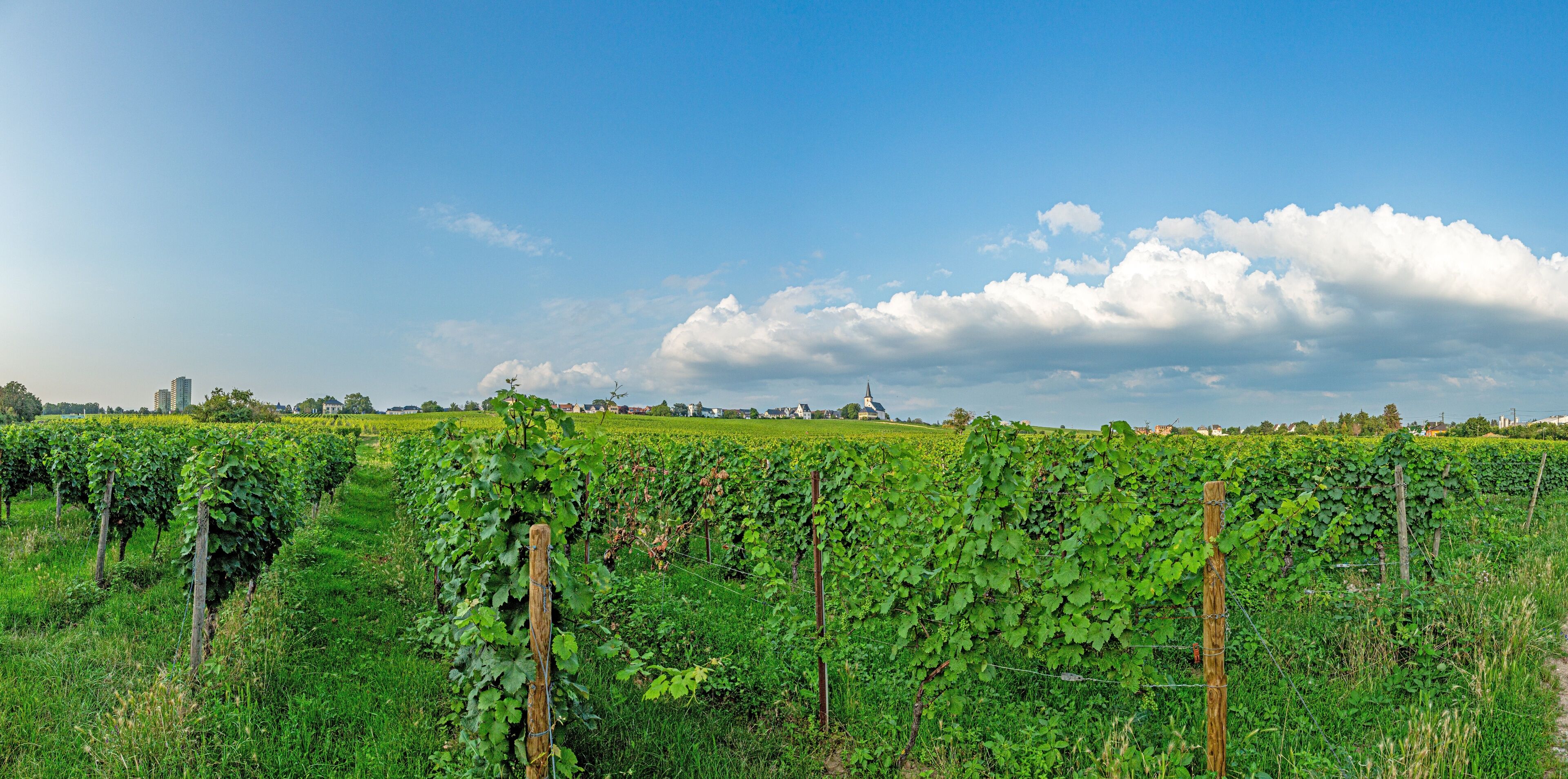 View over vineyards to the church of Peter and Paul in the small Hessian town of Hochheim in the Rhine-Main area