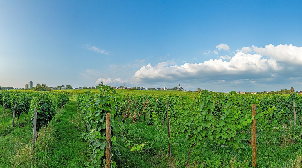 View over vineyards to the church of Peter and Paul in the small Hessian town of Hochheim in the Rhine-Main area