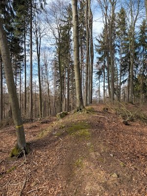 A forest with tall trees and a ground covered in dry leaves.